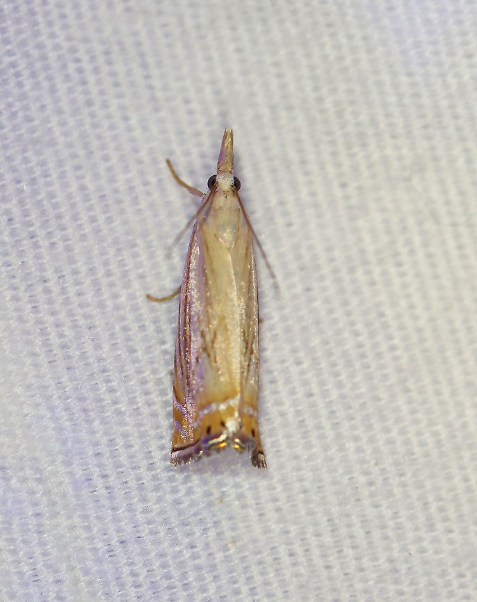 Topiary Grass-Veneer - Chrysoteuchia topiarius TL: Shiny FW with orange beyond angled silver ST line. Dark streaks along veins. Hosts: Grasses and herbaceous plants, such as blueberry and cranberry.<br />
<br />
Habitat: Attracted to a 395 nm LED light in a semi-rural area.<br />
<br />
2020(d) Chrysoteuchia topiarius,Geotagged,Moth Week 2020,Summer,Topiary Grass-Veneer,United States,moth