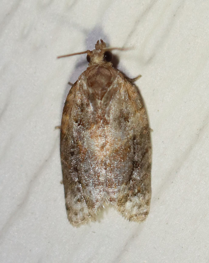 Red-banded Leafroller Moth - Argyrotaenia velutinana TL: ~10 mm. Whitish forewing is mottled gray and reddish brown in basal and subterminal areas.<br />
<br />
Habitat: Attracted to a 395 nm light in a rural area.<br />
<br />
2020(d) Argyrotaenia velutinana,Geotagged,Moth Week 2020,Red-banded leafroller moth,Summer,Tortricidae,United States,leafroller,moth