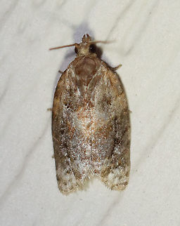 Red-banded Leafroller Moth - Argyrotaenia velutinana TL: ~10 mm. Whitish forewing is mottled gray and reddish brown in basal and subterminal areas.

Habitat: Attracted to a 395 nm light in a rural area.

2020(d) Argyrotaenia velutinana,Geotagged,Moth Week 2020,Red-banded leafroller moth,Summer,Tortricidae,United States,leafroller,moth