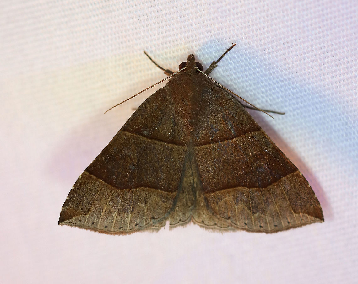 Maple Looper Moth - Parallelia bistriaris WS about 20 mm. Brown forewings with slightly darker median areas that are bordered with AM and PM lines. Jagged ST line.<br />
<br />
Habitat: Attracted to a 395 nm light in a semi-rural area.<br />
<br />
2020(163) Geotagged,Maple Looper Moth,Moth Week 2020,Noctuidae,Parallelia,Parallelia bistriaris,Summer,United States,looper,moth