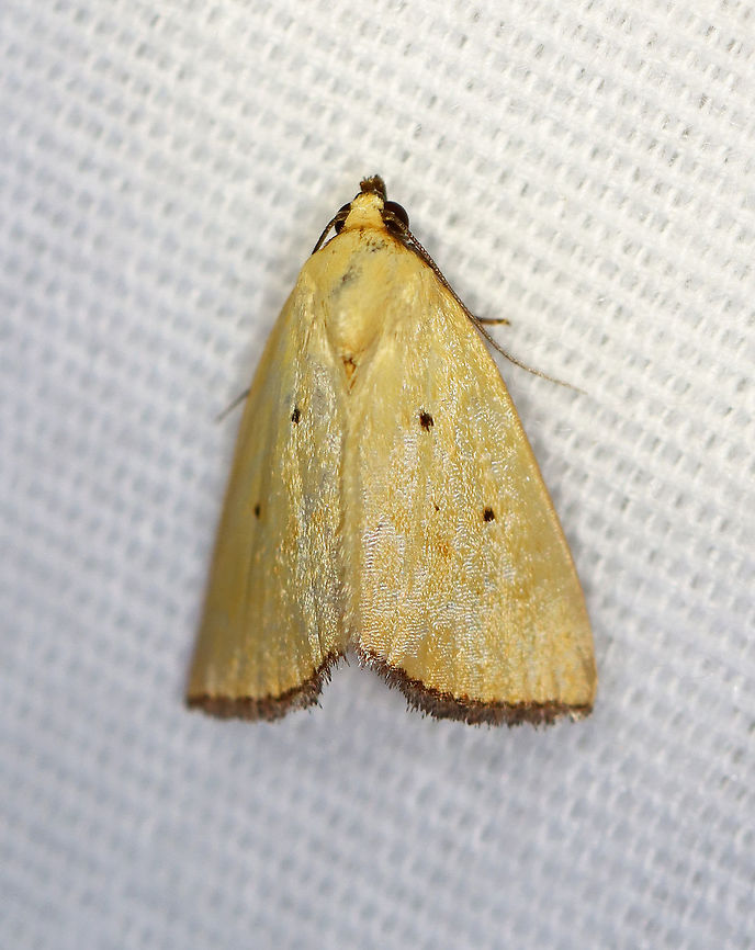 Black-bordered Lemon Moth - Marimatha nigrofimbria Total length: 10 mm. It usually has lemon-yellow forewings, but this moth&#039;s wings were more tan than yellow. Forewings have tiny, black claviform and reniform dots. The terminal line is blackish with purplish gray fringe.<br />
<br />
Habitat: Attracted to a 395 nm LED light in a rural area.<br />
<br />
2020(d) Black-bordered Lemon Moth,Geotagged,Marimatha nigrofimbria,Moth Week 2020,Noctuidae,Summer,United States,marimatha,moth
