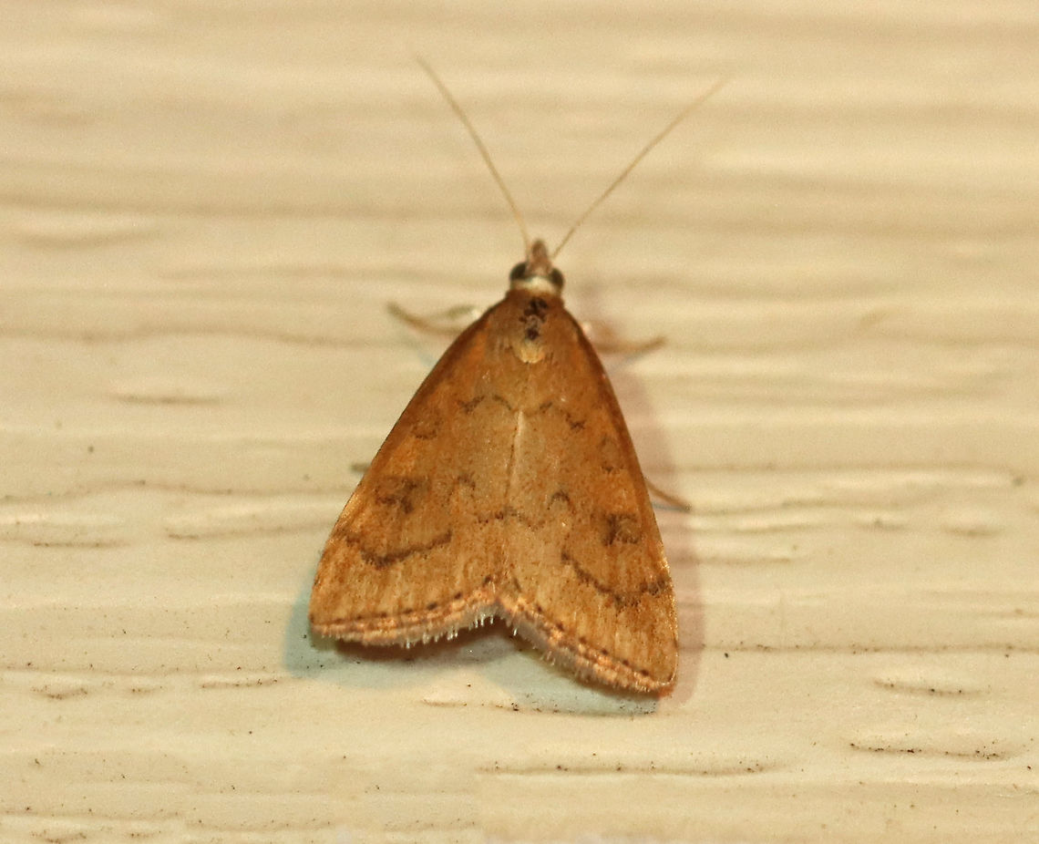 Celery Leaftier Moth - Udea rubigalis TL: 10 mm. Forewing was reddish tan with dusky lines. Reniform spot is figure eight-shaped.<br />
<br />
Habitat: Attracted to a 395 nm LED light in a rural area<br />
<br />
2020(d) Celery leaftier,Crambidae,Geotagged,Moth Week 2020,Summer,Udea,Udea rubigalis,United States,moth