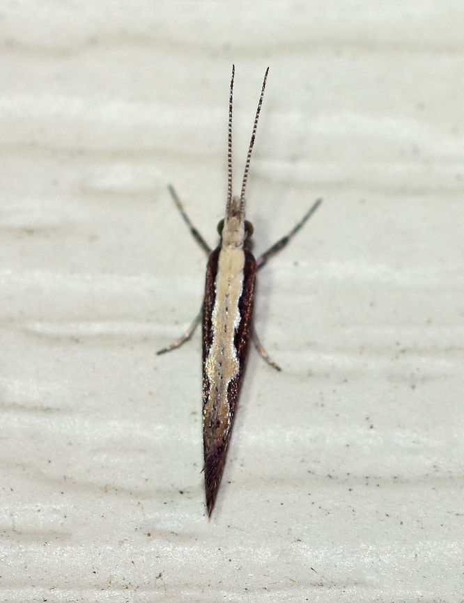 Diamondback moth - Plutella xylostella TL: ~7 mm. Forewing is dark brown with a jagged ochre stripe along the inner margin.<br />
<br />
Habitat: Attracted to a 395 nm LED light at night in a semi-rural area.<br />
<br />
2020(d) Diamondback moth,Geotagged,Moth Week 2020,Plutella,Plutella xylostella,Plutellidae,Summer,United States,cabbage moth,moth