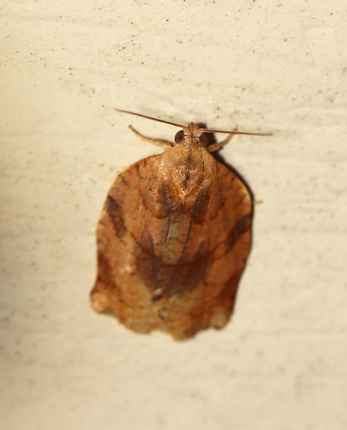 Omnivorous Leafroller Moth - Archips purpurana TL: 15 mm. Brownish FW with a network of brown scales. Fishtail-shaped outline.<br />
<br />
Habitat: Attracted to a 395 nm LED light in a semi-rural area<br />
<br />
2020(d) Archips,Archips purpuranus,Geotagged,Moth Week 2020,Omnivorous leafroller moth,Summer,Tortricidae,United States,leafroller,moth