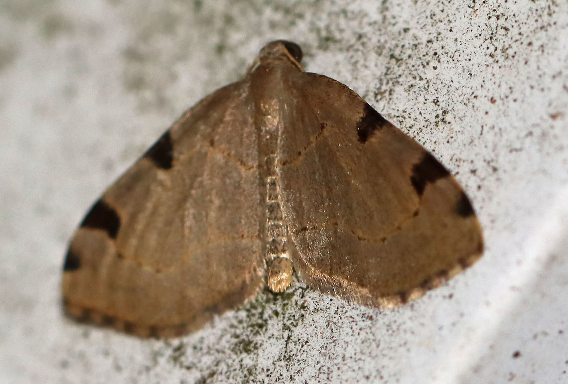 Three-spotted Fillip - Heterophleps triguttaria WS: ~20 mm. Pale yellowish tan FW with two large and one small brown triangular patches along the costa. Host: maple<br />
<br />
Habitat: Attracted to an LED light (395 nm) in a semi-rural area<br />
<br />
2020(164) Geometridae,Geotagged,Heterophleps,Heterophleps triguttaria,Moth Week 2020,Summer,Three-spotted Fillip,United States,moth