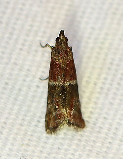 Darker Moodna Moth - Moodna ostrinella TL: ~8 mm. Red FW with blackish median band that was edged in silvery white. Hosts: Apples, birch, cotton, oak, pine, sumac...Status: Common

Attracted to a 395 nm LED light in a semi-rural area.

2020(d) Darker moodna moth,Geotagged,Moodna,Moodna ostrinella,Moth Week 2020,Pyralidae,Summer,United States,moth,snout moth