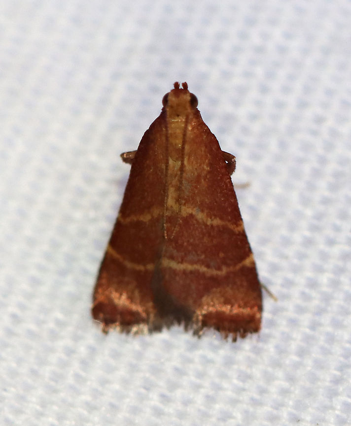 Posturing Arta Moth - Arta statalis TL: 10 mm. Reddish brown forewings (very worn) with two tan/yellow lines crossing them. This moth was resting with its forelegs pushed up.<br />
<br />
Habitat: Attracted to a 395 nm LED light in a semi-rural area.<br />
<br />
2020(d) Arta,Arta statalis,Geotagged,Moth Week 2020,Posturing arta moth,Pyralidae,Summer,United States,moth,snout moth
