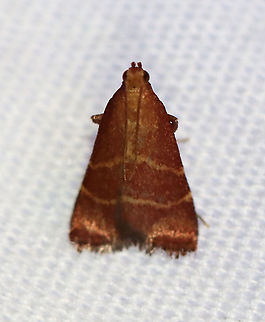 Posturing Arta Moth - Arta statalis TL: 10 mm. Reddish brown forewings (very worn) with two tan/yellow lines crossing them. This moth was resting with its forelegs pushed up.

Habitat: Attracted to a 395 nm LED light in a semi-rural area.

2020(d) Arta,Arta statalis,Geotagged,Moth Week 2020,Posturing arta moth,Pyralidae,Summer,United States,moth,snout moth