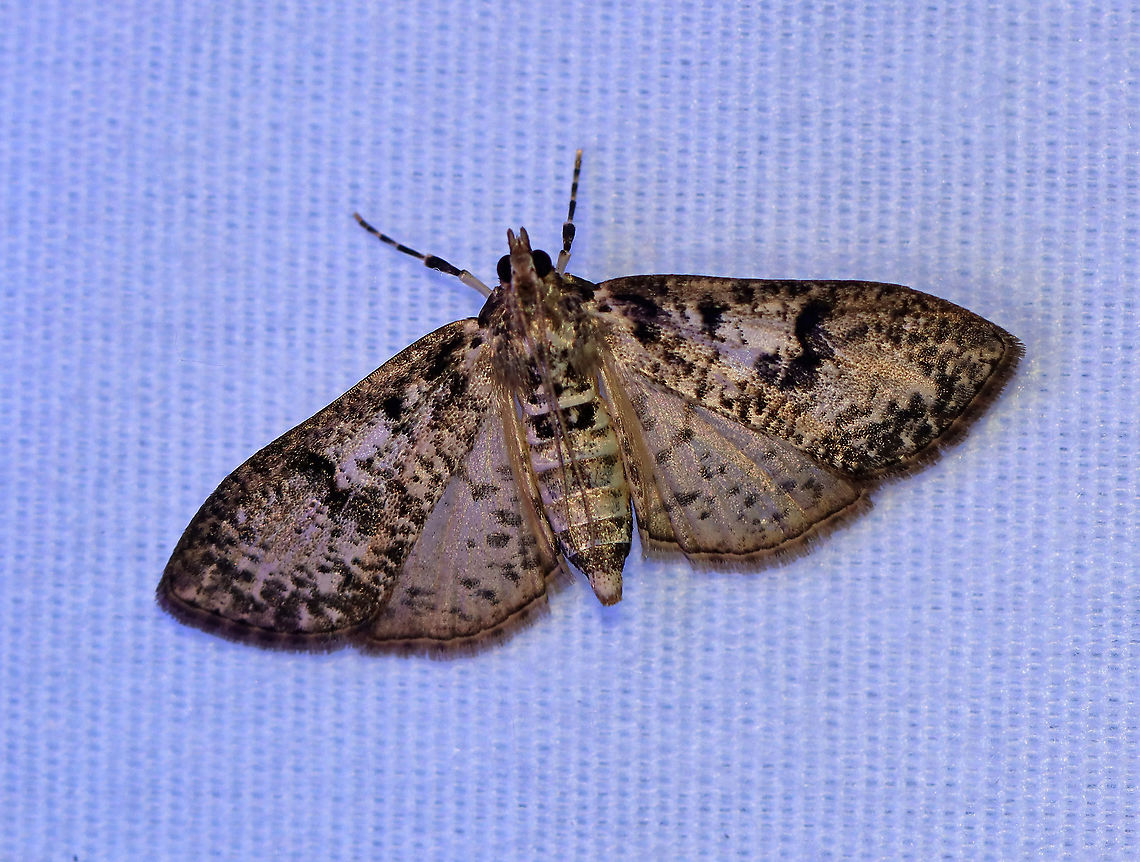 Splendid Palpita - Palpita magniferalis TL: ~15 mm. Tan FW with brown speckles and blotches. Host: Ash. Status: Common.<br />
<br />
Habitat: Attracted to an LED light (395 nm) in a semi-rural area<br />
<br />
2020(165) Crambidae,Geotagged,Moth Week 2020,Palpita,Palpita magniferalis,Splendid palpita snout moth,Summer,United States,moth