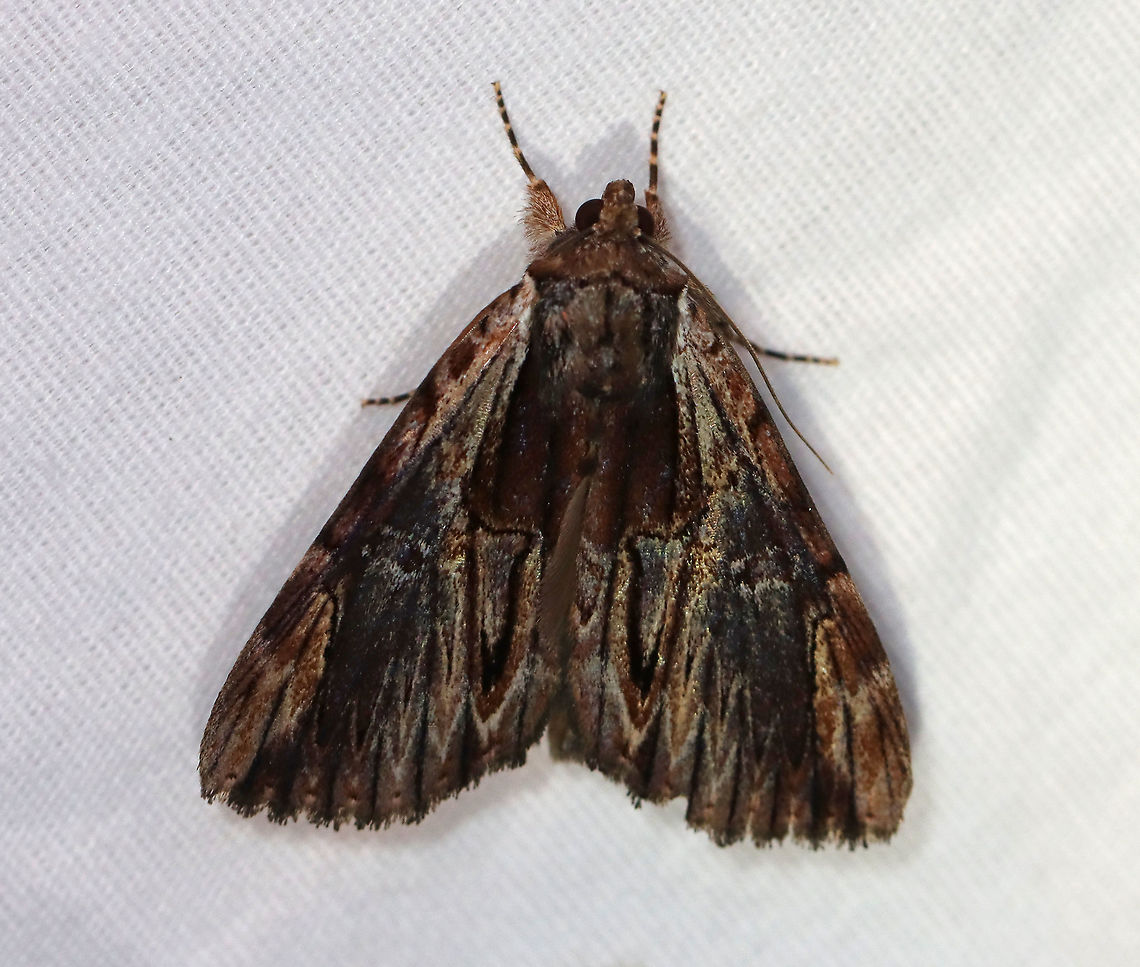Ultronia Underwing - Catocala ultronia TL: ~30 mm. Blue-brown-greenish FW with a wide streak of dark shading near inner margin, HW is red with black bands and checkered fringe. Hosts: Cherry, apple, hawthorn, and plum. Status: Common.<br />
<br />
Habitat: Attracted to an LED light (395 nm) in a semi-rural area<br />
<br />
2020(166)<br />
<figure class="photo"><a href="https://www.jungledragon.com/image/98854/ultronia_underwing_-_catocala_ultronia.html" title="Ultronia Underwing - Catocala ultronia"><img src="https://s3.amazonaws.com/media.jungledragon.com/images/3232/98854_thumb.jpg?AWSAccessKeyId=05GMT0V3GWVNE7GGM1R2&Expires=1759968010&Signature=yKjBIQw0zHP%2B36aKAftWcGvopqg%3D" width="200" height="160" alt="Ultronia Underwing - Catocala ultronia TL: ~30 mm. Blue-brown-greenish FW with a wide streak of dark shading near inner margin, HW is red with black bands and checkered fringe. Hosts: Cherry, apple, hawthorn, and plum. Status: Common.<br />
<br />
Habitat: Attracted to an LED light (395 nm) in a semi-rural area<br />
<br />
2020(166)<br />
https://www.jungledragon.com/image/98852/ultronia_underwing_-_catocala_ultronia.html Catocala ultronia,Dark Red Underwing,Geotagged,Moth Week 2020,Summer,United States,moth" /></a></figure> Catocala,Catocala ultronia,Dark Red Underwing,Erebidae,Geotagged,Moth Week 2020,Summer,United States,moth,underwing