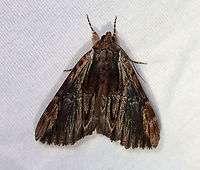 Ultronia Underwing - Catocala ultronia TL: ~30 mm. Blue-brown-greenish FW with a wide streak of dark shading near inner margin, HW is red with black bands and checkered fringe. Hosts: Cherry, apple, hawthorn, and plum. Status: Common.<br />
<br />
Habitat: Attracted to an LED light (395 nm) in a semi-rural area<br />
<br />
2020(166)<br />
https://www.jungledragon.com/image/98854/ultronia_underwing_-_catocala_ultronia.html Catocala,Catocala ultronia,Dark Red Underwing,Erebidae,Geotagged,Moth Week 2020,Summer,United States,moth,underwing