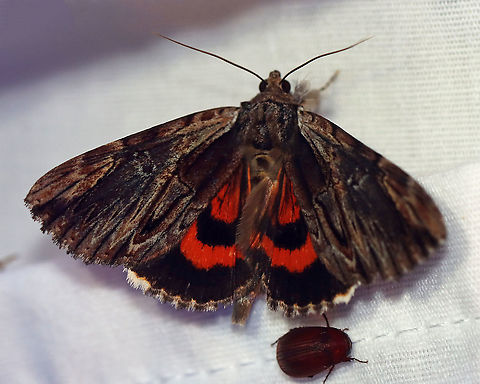 Ultronia Underwing - Catocala ultronia TL: ~30 mm. Blue-brown-greenish FW with a wide streak of dark shading near inner margin, HW is red with black bands and checkered fringe. Hosts: Cherry, apple, hawthorn, and plum. Status: Common.

Habitat: Attracted to an LED light (395 nm) in a semi-rural area

2020(166)
https://www.jungledragon.com/image/98852/ultronia_underwing_-_catocala_ultronia.html Catocala ultronia,Dark Red Underwing,Geotagged,Moth Week 2020,Summer,United States,moth