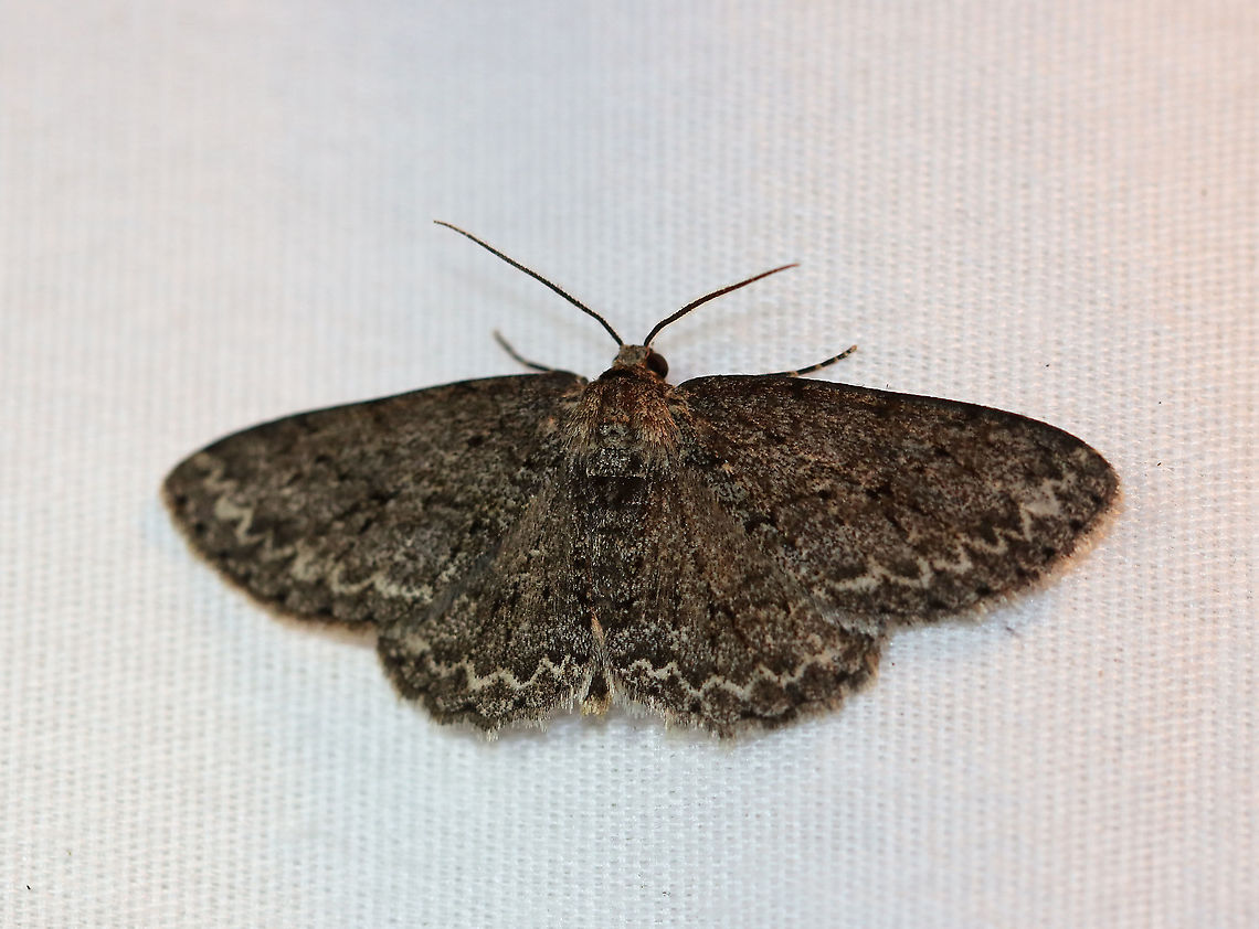 Small Engrailed (Melanic) - Ectropis crepuscularia WS: ~35 mm. Sooty brown FW with white ST line. Hosts: Various trees, such as apple, birch, elm, and oak. Status: Common.<br />
<br />
Habitat: Attracted to an LED light (395 nm) in a semi-rural area<br />
<br />
2020(167) Ectropis,Ectropis crepuscularia,Geometridae,Geotagged,Moth Week 2020,Small Engrailed,Summer,United States,melanic Ectropis crepuscularia,moth
