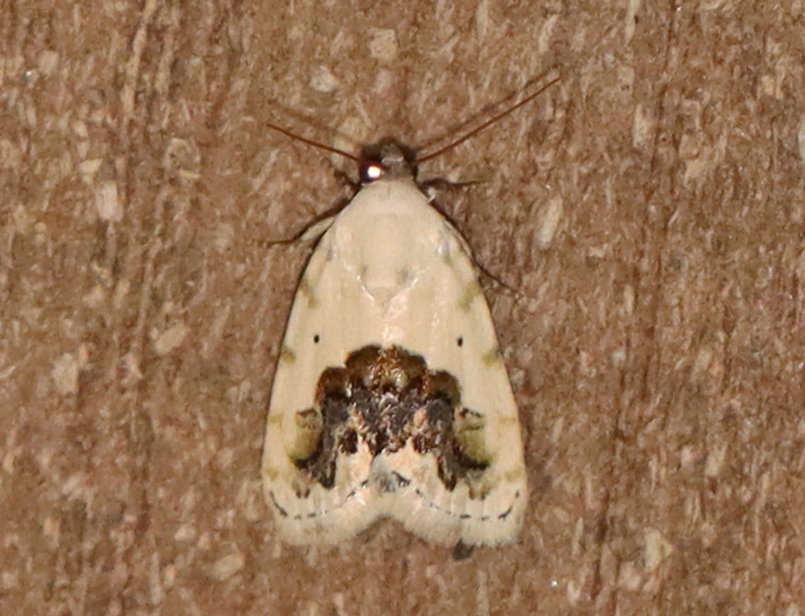 Small Bird-Dropping Moth - Ponometia erastrioides TL: ~8 mm. White FW that were mottled with a dark median band. Tiny, black orbicular spot.<br />
<br />
Habitat: Attracted to an LED light (395 nm) in a semi-rural area. It landed by my feet long enough to get this shot, and then it was gone.<br />
<br />
2020(168) Geotagged,Moth Week 2020,Noctuidae,Ponometia,Ponometia erastrioides,Small bird lime moth,Summer,United States,moth