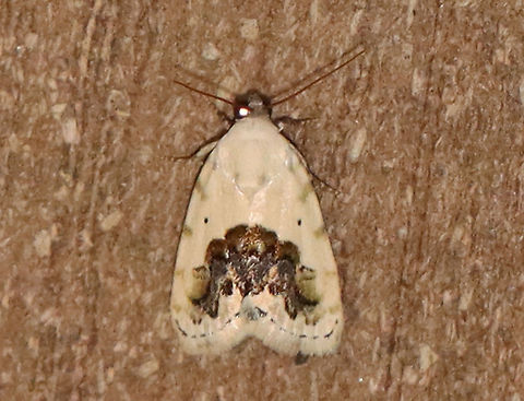 Small Bird-Dropping Moth - Ponometia erastrioides TL: ~8 mm. White FW that were mottled with a dark median band. Tiny, black orbicular spot.

Habitat: Attracted to an LED light (395 nm) in a semi-rural area. It landed by my feet long enough to get this shot, and then it was gone.

2020(168) Geotagged,Moth Week 2020,Noctuidae,Ponometia,Ponometia erastrioides,Small bird lime moth,Summer,United States,moth