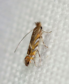 Black Locust Leafminer -  Macrosaccus robiniella TL: 5 mm. Golden FW with angled, silvery lines. Black bar in median area and black apical spot. Host: Black locust. Status: Uncommon.

Habitat: Attracted to an LED light (395 nm) in a semi-rural area. 

2020(169) Geotagged,Gracillariidae,Macrosaccus,Macrosaccus robiniella,Moth Week 2020,Phyllonorycter,Phyllonorycter robiniella,Summer,United States,leafminer,moth