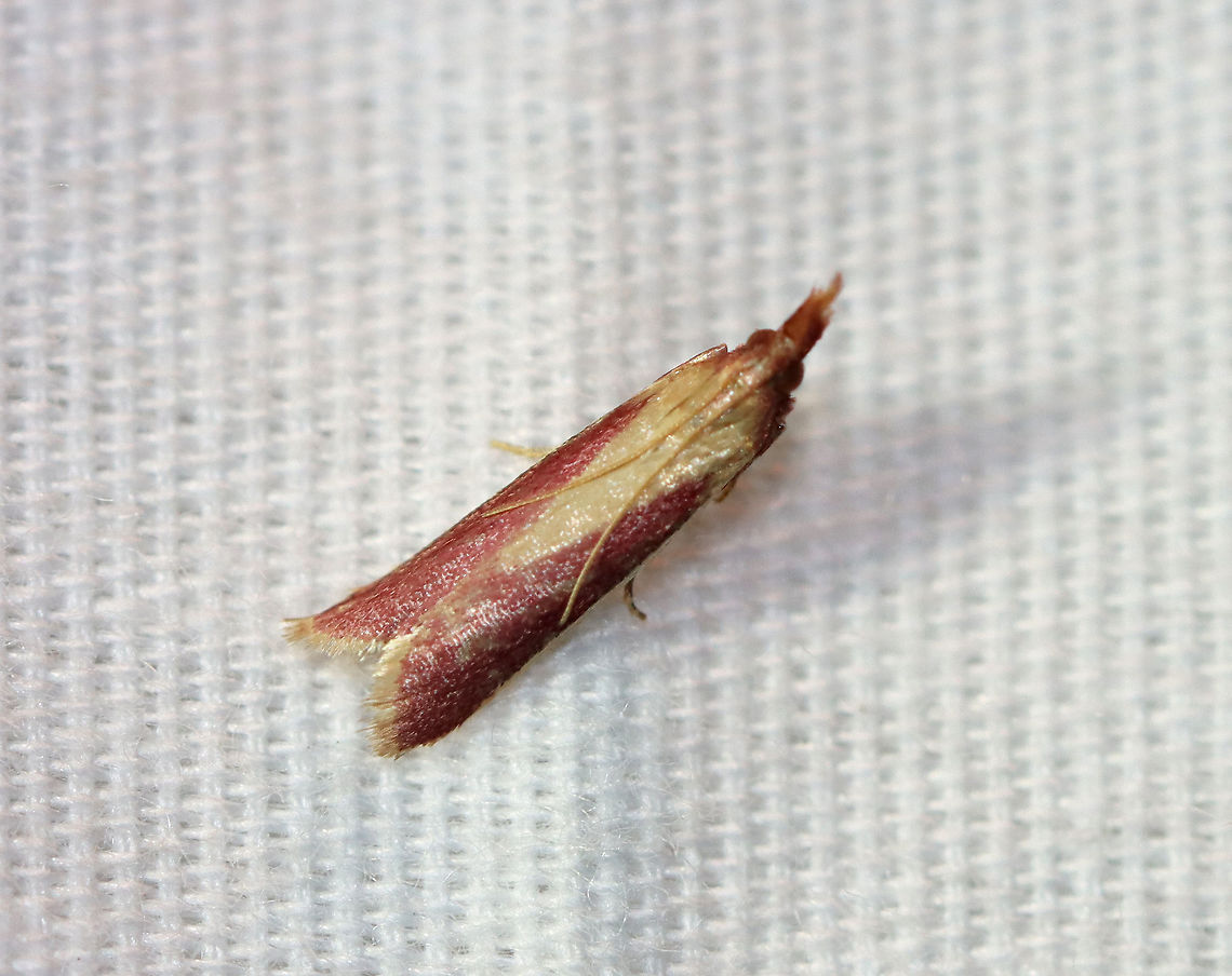 Carmine Snout - Peoria approximella TL: ~8 mm. Pink FW with cream-colored streaks. Upturned labial palps. Host: Unknown. Status: Common.<br />
<br />
Habitat: Attracted to an LED light (395 nm) in a semi-rural area.<br />
<br />
2020(170) Carmine snout moth,Geotagged,Moth Week 2020,Peoria,Peoria approximella,Summer,United States,moth,pyralidae