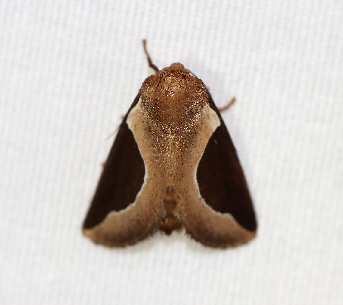 Skiff Moth - Prolimacodes badia TL: ~15 mm. Milky coffee-colored FW with rounded, white-edged brown median patch that continues along costa to base of wing. Hosts: Trees and woody plants<br />
<br />
Habitat: Attracted to a 395 nm LED light in a semi-rural area<br />
<br />
2020(171) Geotagged,Limacodidae,Moth Week 2020,Prolimacodes,Prolimacodes badia,Skiff Moth,Summer,United States,moth