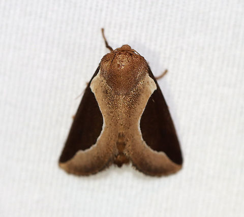 Skiff Moth - Prolimacodes badia TL: ~15 mm. Milky coffee-colored FW with rounded, white-edged brown median patch that continues along costa to base of wing. Hosts: Trees and woody plants

Habitat: Attracted to a 395 nm LED light in a semi-rural area

2020(171) Geotagged,Limacodidae,Moth Week 2020,Prolimacodes,Prolimacodes badia,Skiff Moth,Summer,United States,moth