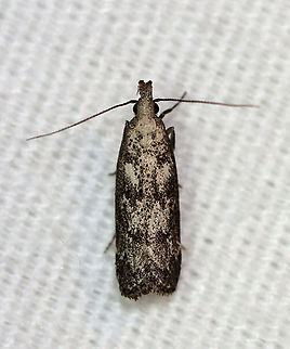 Inverse Dichomeris - Dichomeris inversella Fun fact: This moth looks like oreo cookie ice cream

TL: ~8 mm. Peppery/silvery gray FW with faint darker bands. Host: Possibly Hickory.

Habitat: Attracted to a 395 nm LED light in a semi-rural area

2020(172) Dichomeris,Dichomeris inversella,Gelechiidae,Geotagged,Inversed Dichomeris,Moth Week 2020,Summer,United States,moth