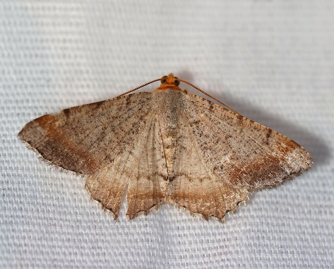 Minor Angle - Macaria minorata WS: ~20 mm. Peppery FW with jagged lines most obvious at costa. Warm brown ST band. Hosts: Red and white pine.<br />
<br />
Habitat: Attracted to a 395 nm LED light in a semi-rural area<br />
<br />
2020(173) Geometridae,Geotagged,Macaria,Macaria minorata,Minor Angle,Moth Week 2020,Summer,United States,moth