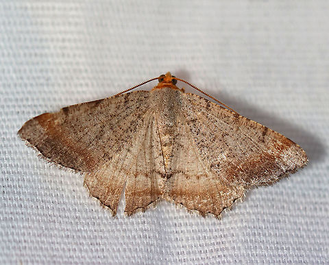 Minor Angle - Macaria minorata WS: ~20 mm. Peppery FW with jagged lines most obvious at costa. Warm brown ST band. Hosts: Red and white pine.

Habitat: Attracted to a 395 nm LED light in a semi-rural area

2020(173) Geometridae,Geotagged,Macaria,Macaria minorata,Minor Angle,Moth Week 2020,Summer,United States,moth