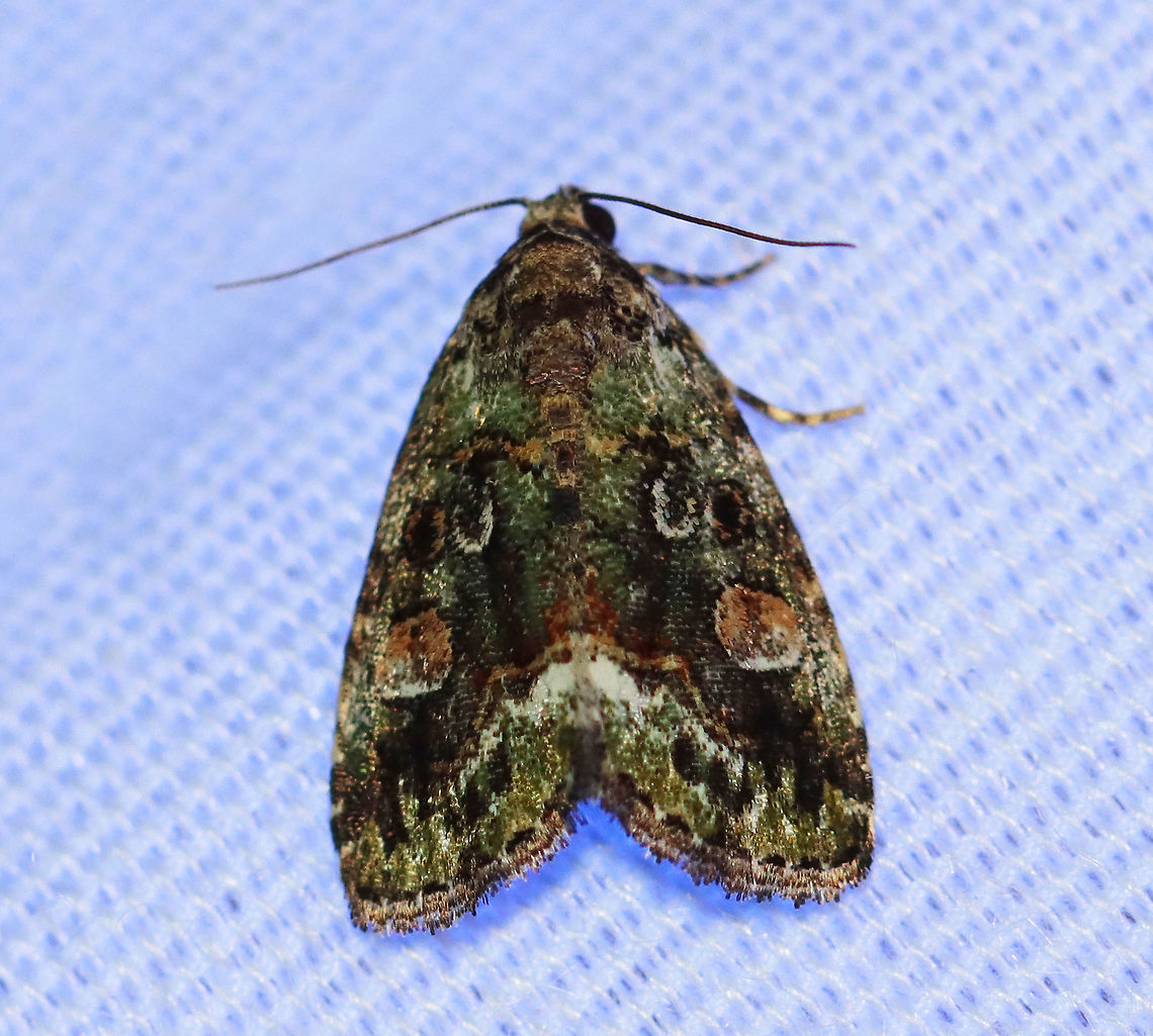 Small Mossy Glyph - Lithacodia musta WS: ~15 mm. TL: ~10 mm. Mossy green FW with double AM and PM lines filled with pale orange. Inner PM line is edged white. Black orbicular spot is outlined in orange. Host: unknown<br />
<br />
Habitat: Attracted to a 395 nm LED light in a rural area<br />
<br />
2020(174) Geotagged,Lithacodia,Lithacodia musta,Moth Week 2020,Noctuidae,Small Mossy Lithacodia Moth,Summer,United States,moth