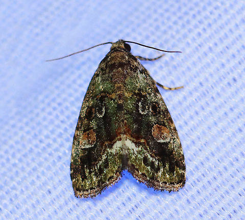 Small Mossy Glyph - Lithacodia musta WS: ~15 mm. TL: ~10 mm. Mossy green FW with double AM and PM lines filled with pale orange. Inner PM line is edged white. Black orbicular spot is outlined in orange. Host: unknown

Habitat: Attracted to a 395 nm LED light in a rural area

2020(174) Geotagged,Lithacodia,Lithacodia musta,Moth Week 2020,Noctuidae,Small Mossy Lithacodia Moth,Summer,United States,moth