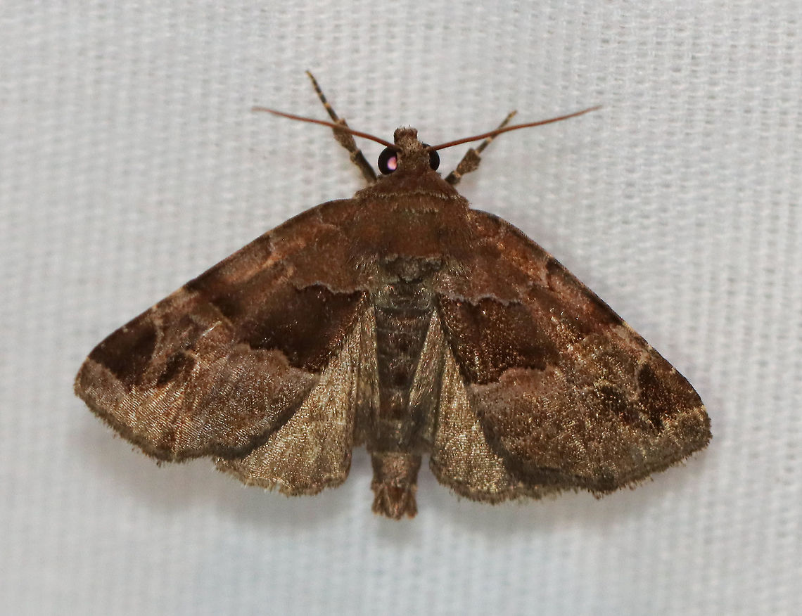 Hops Angleshade - Niphonyx segregata Habitat: Attracted to a 395 nm LED light in a rural area<br />
<br />
2020(d) Geotagged,Hops Angleshade,Moth Week 2020,Niphonyx,Niphonyx segregata,Noctuidae,Summer,United States,moth
