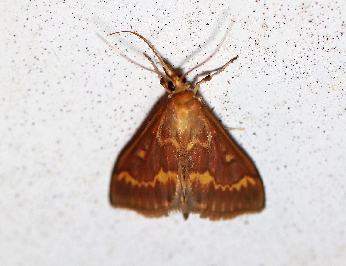 European Corn Borer (Male) - Ostrinia nubilalis TL: 15 mm. This species is sexually dimorphic. The forewing of the male is mostly brown with a yellowish band below the jagged postmedial line.<br />
<br />
Habitat: Attracted to an LED light (395 nm) in a semi-rural area<br />
<br />
2020(d) Crambidae,European corn borer,Geotagged,Moth Week 2020,Ostrinia,Ostrinia nubilalis,Summer,United States,moth