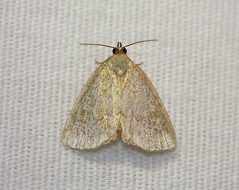 Pale Glyph - Protodeltote albidula TL: ~12 mm. Pale forewings are lightly peppered with brown scales and tan lines. Indistinct orbicular and reniform spots are outlined white.

Habitat: Attracted to a 395 nm LED light at night in a rural area.

2020(175) Geotagged,Moth Week 2020,Noctuidae,Pale Glyph,Protodeltote,Protodeltote albidula,Summer,United States,moth