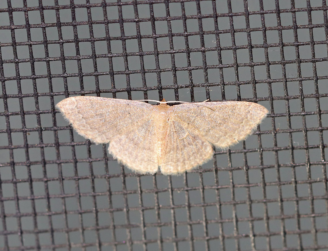 Common Tan Wave - Pleuroprucha insulsaria WS: 15 mm. Pale tan wings with faint, scalloped lines as markings. The diffuse median line is the most noticeable marking.<br />
<br />
Habitat: Attracted to a 395 nm LED light on in a semi-rural area.<br />
<br />
2020(d) Common tan wave moth,Geometridae,Geotagged,Moth Week 2020,Pleuroprucha,Pleuroprucha insulsaria,Summer,United States,moth