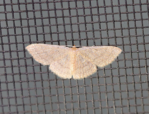 Common Tan Wave - Pleuroprucha insulsaria WS: 15 mm. Pale tan wings with faint, scalloped lines as markings. The diffuse median line is the most noticeable marking.

Habitat: Attracted to a 395 nm LED light on in a semi-rural area.

2020(d) Common tan wave moth,Geometridae,Geotagged,Moth Week 2020,Pleuroprucha,Pleuroprucha insulsaria,Summer,United States,moth