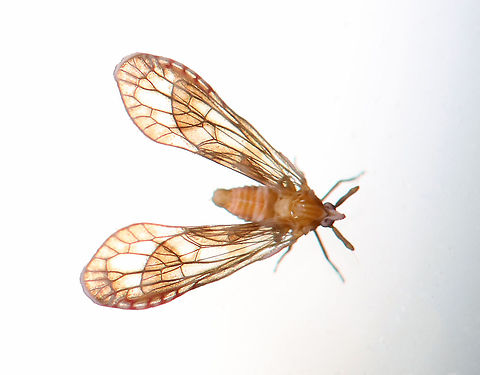 Derbid Planthopper - Anotia bonnetii Habitat: Attracted to a light in a semi-rural area Anotia,Anotia bonnetii,Derbidae,Geotagged,Summer,United States,planthopper