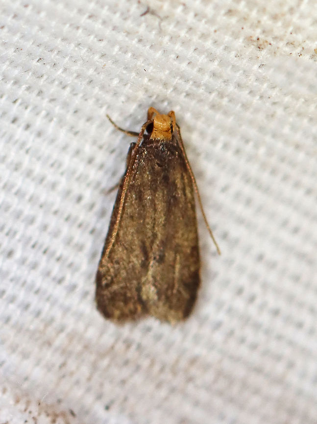 Glyphidocera lithodoxa Habitat: Attracted to a 395 nm LED light at night in a rural area.<br />
<br />
2020(176) Geotagged,Glyphidocera,Glyphidocera lithodoxa,Moth Week 2020,Summer,United States,moth