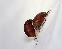 Asiatic Garden Beetles -  Maladera castanea I have had huge numbers of these beetles at my light each night. They are everywhere and all over me, frequently flying directly into my eyeballs. I despise them, to be honest. But, I also can't help being impressed by their sexual prowess - they are constantly mating.  Check out the impressive genitalia on the male in this photo!<br />
<br />
Habitat: Attracted to a light in a semi-rural area Asiatic Garden Beetles,Geotagged,Maladera,Maladera castanea,Summer,United States,beetles