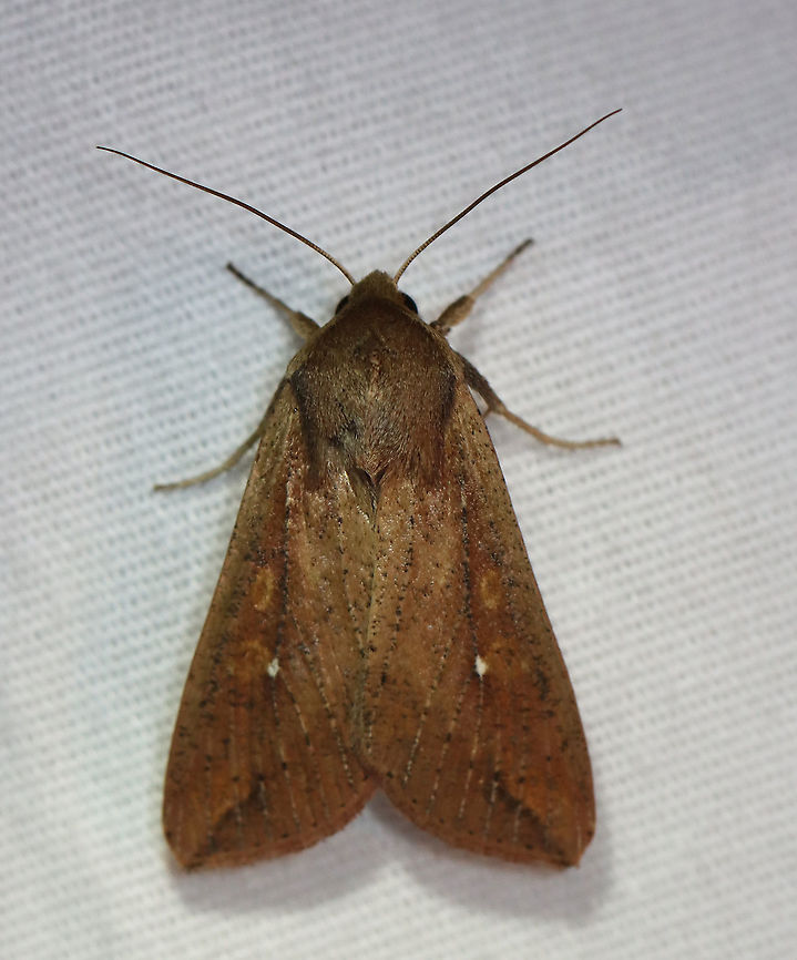 White-Speck Moth - Mythimna unipuncta TL: ~20 mm. FW was tan-brown and was peppered with few darker scales; A tiny, white speck touches the inner part of the reniform spot; a thin dark line slants inward from the apex.<br />
<br />
Habitat: Attracted to a 395 nm light in a rural area<br />
<br />
2020(d) Geotagged,Moth Week 2020,Mythimna,Mythimna unipuncta,Noctuidae,Summer,United States,White-speck,moth