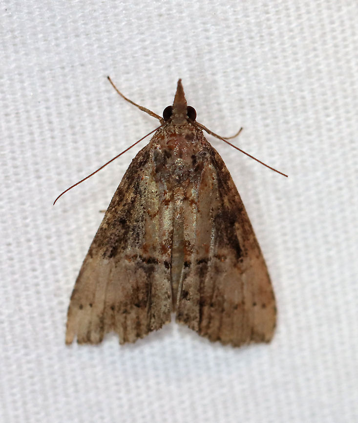 Green Cloverworm Moth - Hypena scabra Habitat: Attracted to a 395 nm LED light at night in a semi-rural area.<br />
<br />
2020(177) Erebidae,Geotagged,Green Cloverworm,Hypena,Hypena scabra,Moth Week 2020,Summer,United States,moth