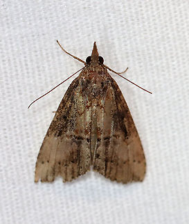 Green Cloverworm Moth - Hypena scabra Habitat: Attracted to a 395 nm LED light at night in a semi-rural area.

2020(177) Erebidae,Geotagged,Green Cloverworm,Hypena,Hypena scabra,Moth Week 2020,Summer,United States,moth