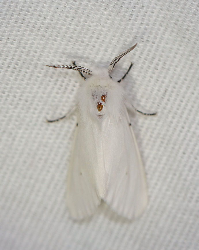 Agreeable Tiger Moth - Spilosoma congrua TL: ~15 mm. Forewings were white with a few dark spots. Abdomen was completely white with no spots. Coxa and femur of forelegs were orange. Hosts: Low plants, such as plantain and pigweed. Status: Common<br />
<br />
Habitat: Attracted to a 395 nm light in a semi-rural area<br />
<br />
2020(d) Agreeable tiger moth,Erebidae,Geotagged,Moth Week 2020,Spilosoma congrua,Summer,United States,moth,spilosoma