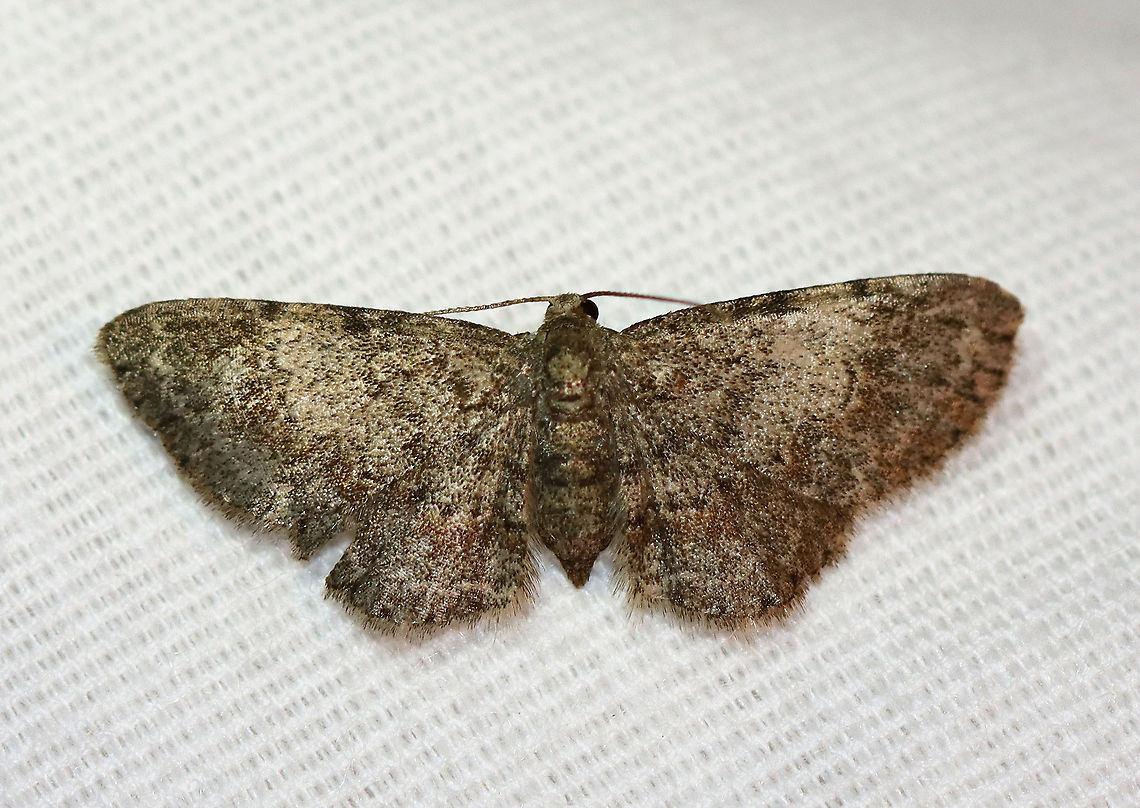 Texas Gray Moth (Glenoides texanaria) Habitat: Attracted to a 395 nm LED light in a semi-rural area<br />
<br />
2020(d) Geometridae,Geotagged,Glenoides,Glenoides texanaria,Moth Week 2020,Summer,Texas Gray Moth,United States,moth