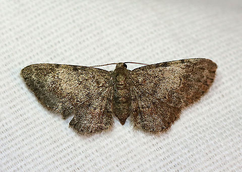 Texas Gray Moth (Glenoides texanaria) Habitat: Attracted to a 395 nm LED light in a semi-rural area

2020(d) Geometridae,Geotagged,Glenoides,Glenoides texanaria,Moth Week 2020,Summer,Texas Gray Moth,United States,moth