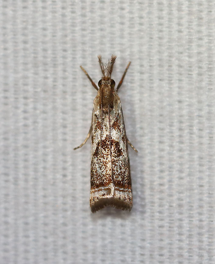 Elegant Grass-Veneer Moth - Microcrambus elegans Silvery-white FW with brown markings. When viewed dorsally, the moth looks like it has a frowning face - with two triangular eyes and a down-curved mouth. Terminal line with 7 dark dots.<br />
<br />
Habitat: Attracted to a 395 nm LED light in a semi-rural area<br />
<br />
2020(d) Elegant grass-veneer moth,Geotagged,Microcrambus elegans,Moth Week 2020,Summer,United States,moth