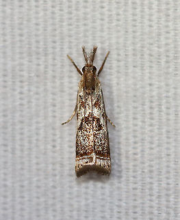 Elegant Grass-Veneer Moth - Microcrambus elegans Silvery-white FW with brown markings. When viewed dorsally, the moth looks like it has a frowning face - with two triangular eyes and a down-curved mouth. Terminal line with 7 dark dots.

Habitat: Attracted to a 395 nm LED light in a semi-rural area

2020(d) Elegant grass-veneer moth,Geotagged,Microcrambus elegans,Moth Week 2020,Summer,United States,moth