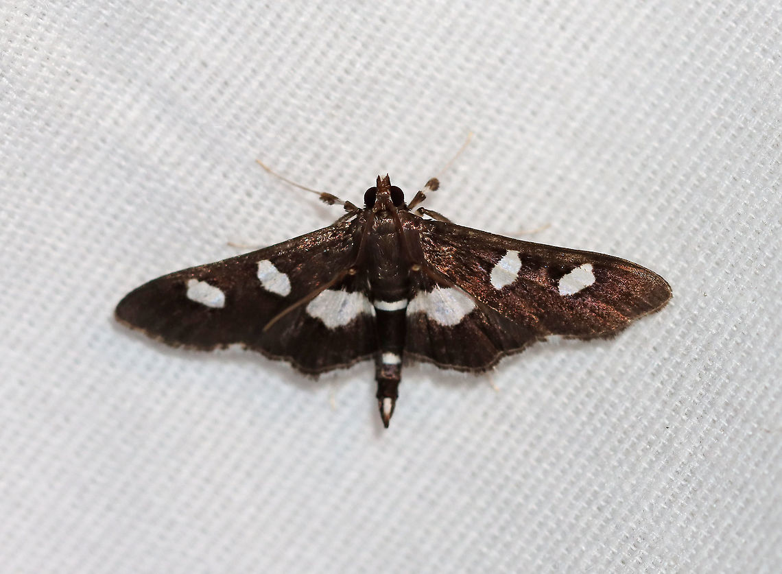Grape Leaffolder - Desmia funeralis TL: ~15 mm. Black FW marked with two white spots in the median area. Hindwings have a broad, white, median band. Hosts: Evening primrose, grape, and redbud. Status: Common.<br />
<br />
Attracted to a 395 nm LED light in a semi-rural area.<br />
<br />
2020(d) Crambidae,Desmia,Desmia funeralis,Geotagged,Grape leaffolder,Moth Week 2020,Summer,United States,moth