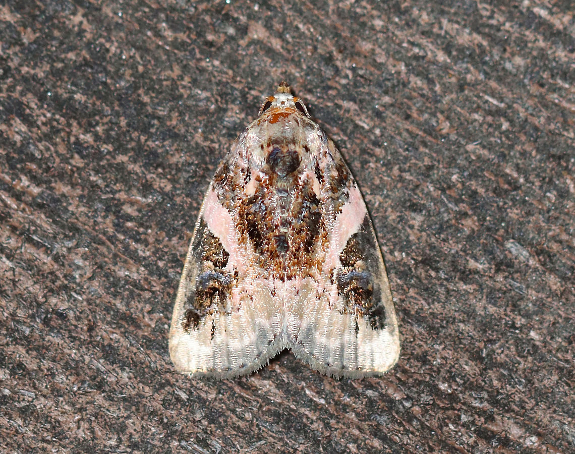 Pink-barred Pseudeustrotia - Pseudeustrotia carneola TL: ~10 mm. Mottled brown forewing with an oblique, pale pink bar slanting from the costa to the inner edge of the brown reniform spot. Irregular, white subterminal line is edged with light brown. Hosts: Dock, goldenrod, and smartweed.<br />
<br />
Habitat: Attracted to a 395 nm LED light in a rural area<br />
<br />
2020(d) Geotagged,Moth Week 2020,Noctuidae,Pink-barred lithacodia moth,Pseudeustrotia,Pseudeustrotia carneola,Summer,United States,moth