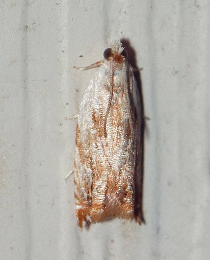Sycamore Leaffolder - Ancylis platanana TL: ~10 mm. Fawn-colored FW with pale costal stripe. Host: Sycamore. Status: Uncommon.<br />
<br />
Attracted to a 395 nm LED light in a semi-rural area.<br />
<br />
2020(d) Ancylis platanana,Geotagged,Moth Week 2020,Summer,Sycamore Leaffolder,Tortricidae,United States. Ancylis,moth