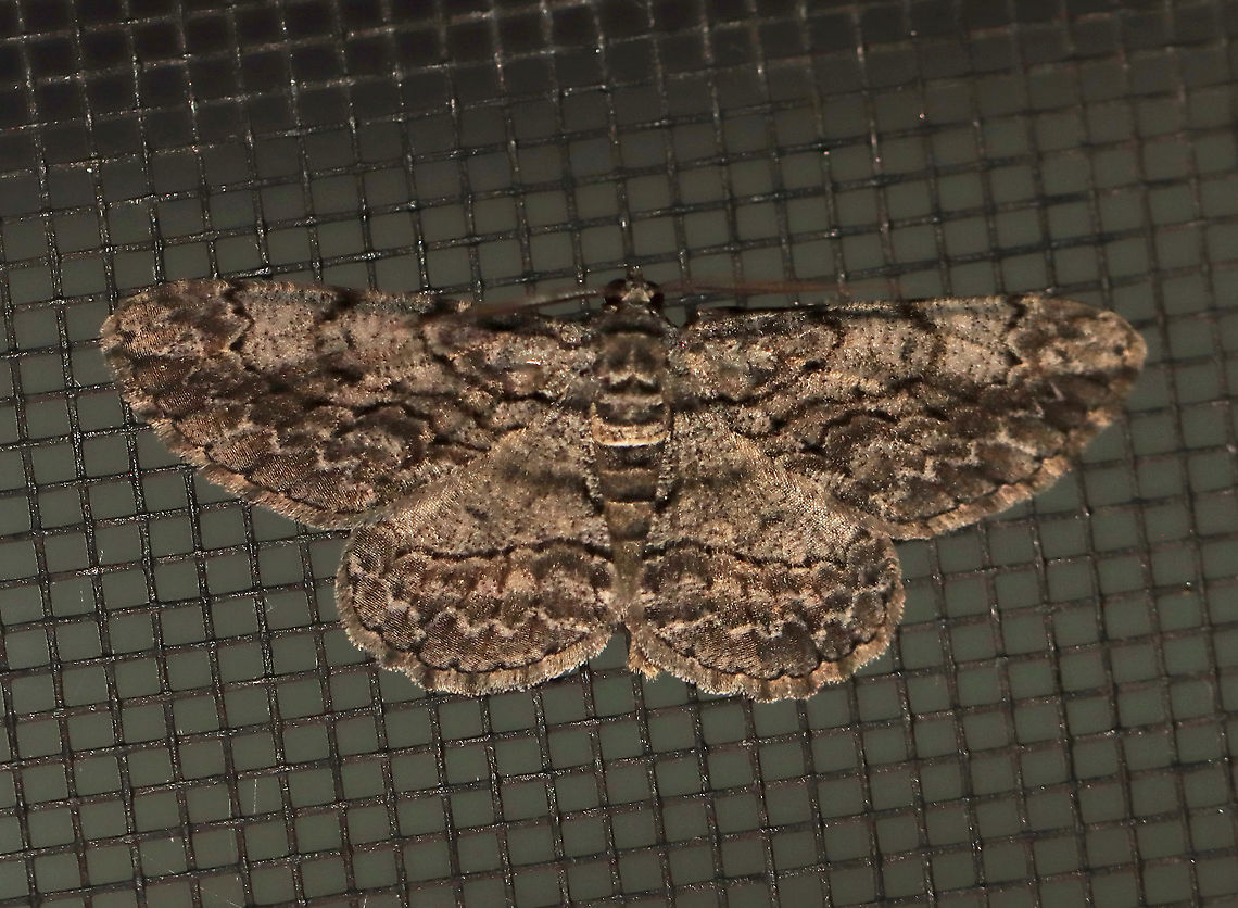 Common Gray - Anavitrinella pampinaria Gray moth with black mottling...The colors in this photo are not accurate. The first abdominal segment has a pale whitish band that is bordered proximally by a black line - this black line extends onto the base of the hindwing and forewing, then curves forward, but usually breaks before reaching the costa. Postmedian line is wavy.<br />
<br />
Habitat: Attracted to a 395 nm LED light in a rural area<br />
<br />
2020(d) Anavitrinella,Anavitrinella pampinaria,Common gray,Geometridae,Geotagged,Moth Week 2020,Summer,United States,moth