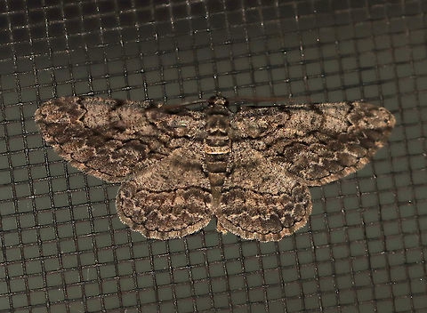 Common Gray - Anavitrinella pampinaria Gray moth with black mottling...The colors in this photo are not accurate. The first abdominal segment has a pale whitish band that is bordered proximally by a black line - this black line extends onto the base of the hindwing and forewing, then curves forward, but usually breaks before reaching the costa. Postmedian line is wavy.

Habitat: Attracted to a 395 nm LED light in a rural area

2020(d) Anavitrinella,Anavitrinella pampinaria,Common gray,Geometridae,Geotagged,Moth Week 2020,Summer,United States,moth