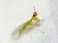 Green Mantidfly - Zeugomantispa minuta My first mantidfly! I LOVE their eyes!<br />
<br />
Habitat: Attracted to a light in a semi-rural area<br />
https://www.jungledragon.com/image/98967/green_mantidfly_-_zeugomantispa_minuta.html Geotagged,Green Mantidfly,Summer,United States,Zeugomantispa,Zeugomantispa minuta,mantidfly